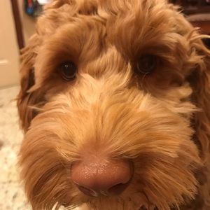 Meet your Posher, Laura